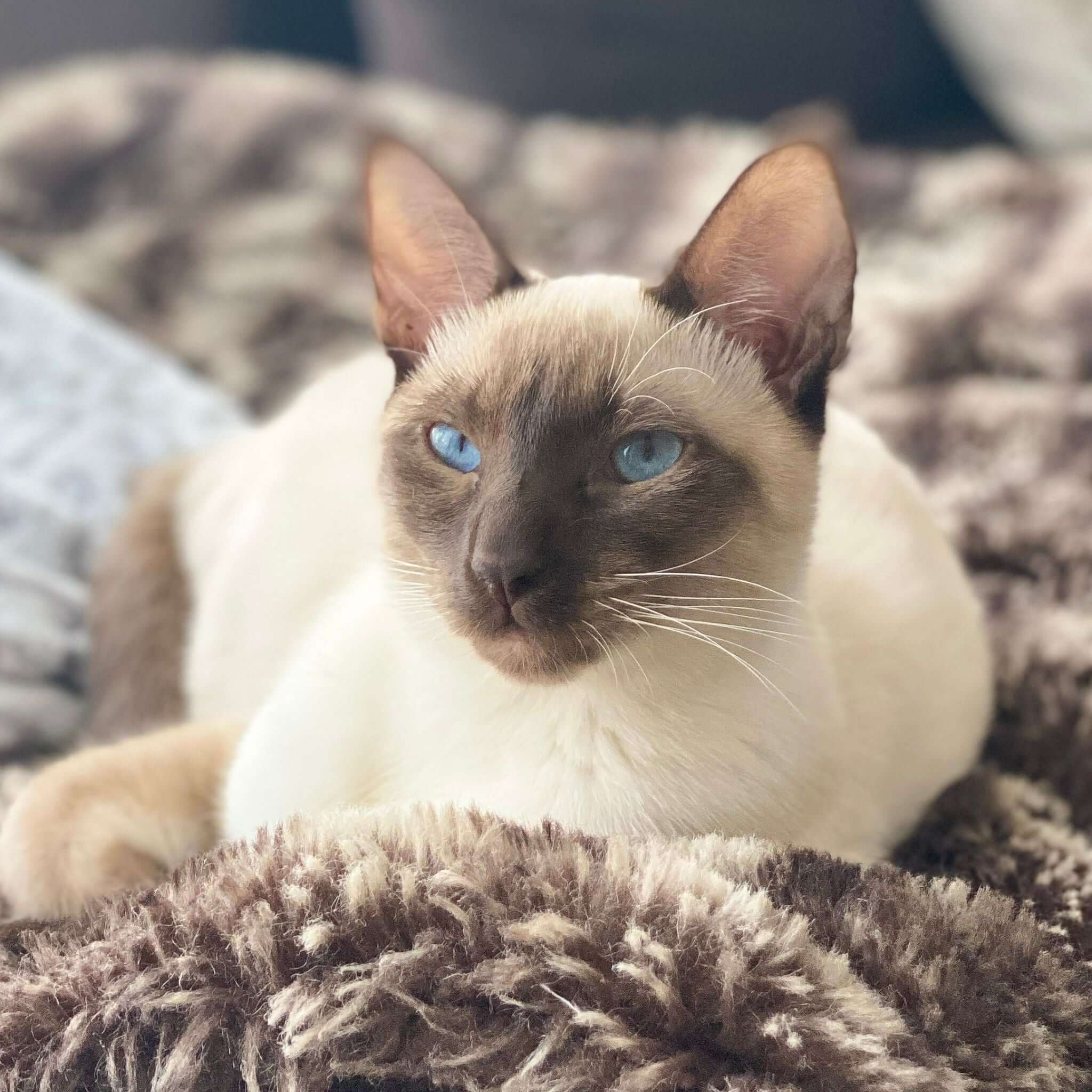 Closeup photo of a Siamese cat with bright blue eyes, white fur, and a brown face. The cat is laying on a brown blanket.